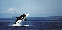 Orca